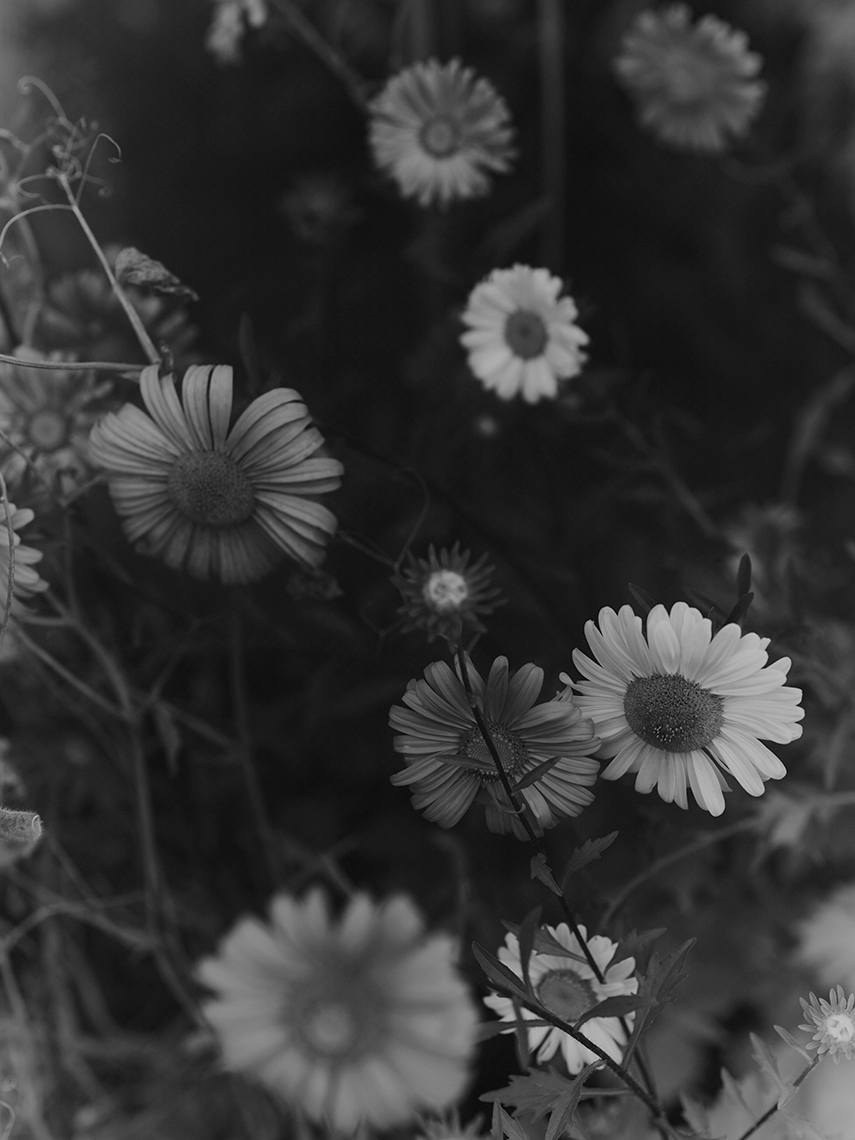 A FLOWER STUDY \u0026 ESSAY / Analog Photography (10) | Images :: Behance, image size:855x1140